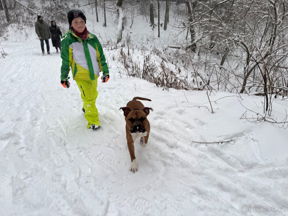 Štěně amerického stafordširského teriéra s PP - 5