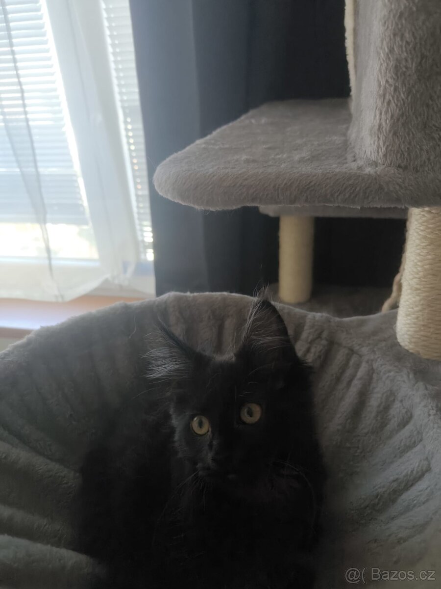 Mainska mývalí s PP - 5