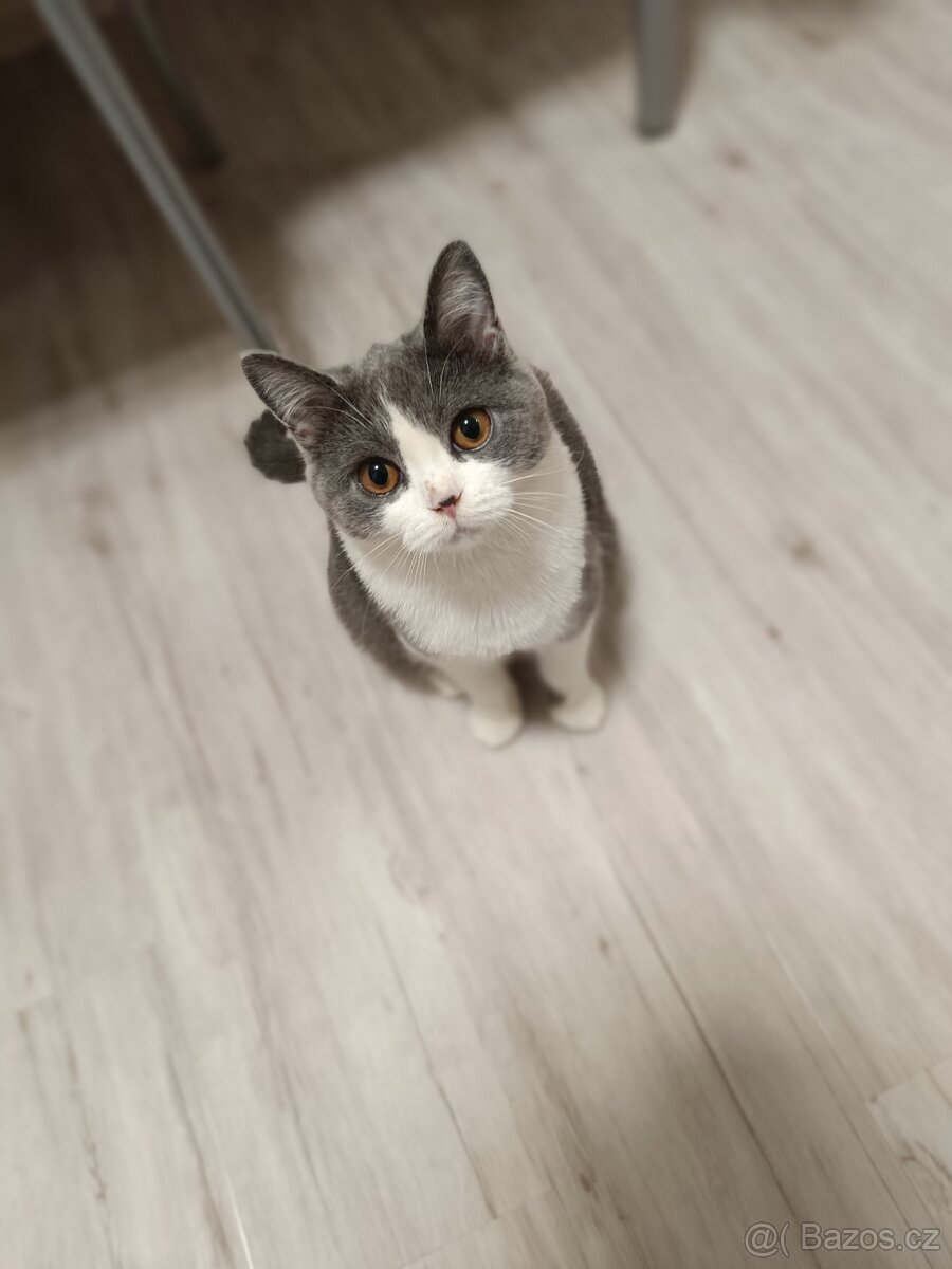 Britská Bicolor kočka - 5