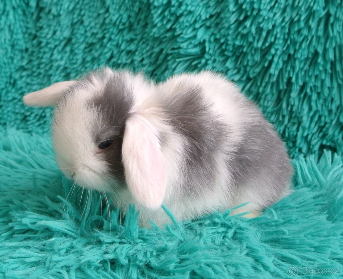 minilop - beránci - 5