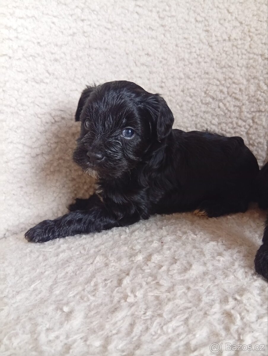 Štěňátka Yorkiepoo - 5