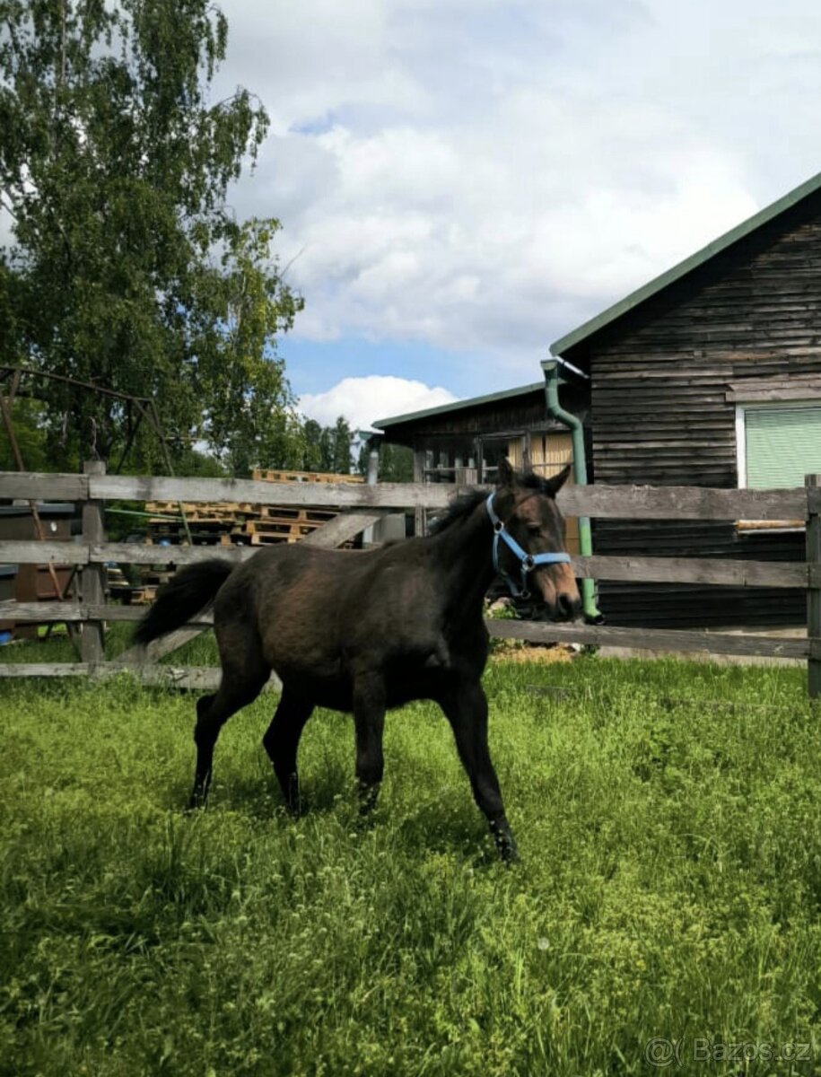 Roční hřebeček CS - 5