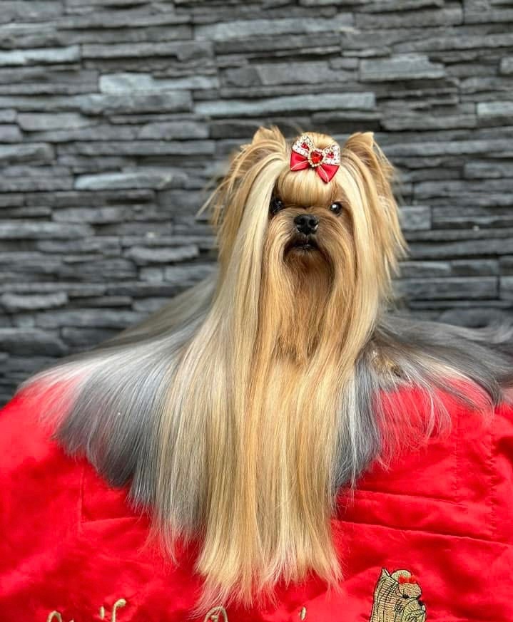 Jorkšírský teriér s PP - 5