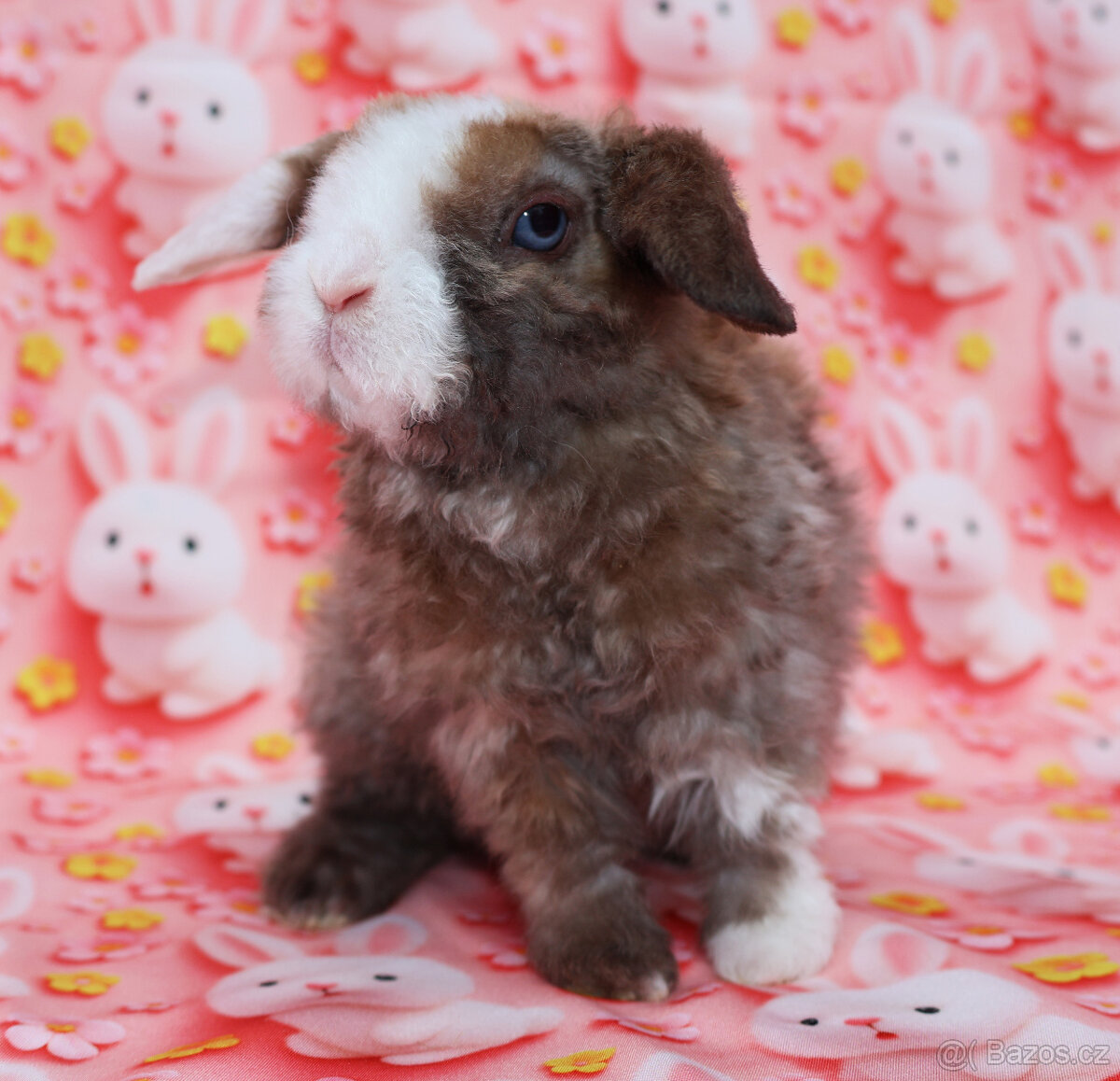 Zakrslý modrooký satén rex beránek maličký sameček - 5