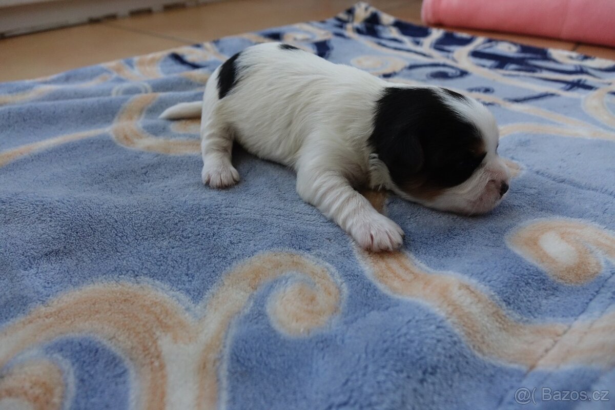 pejsek biewera k rezervaci - 5