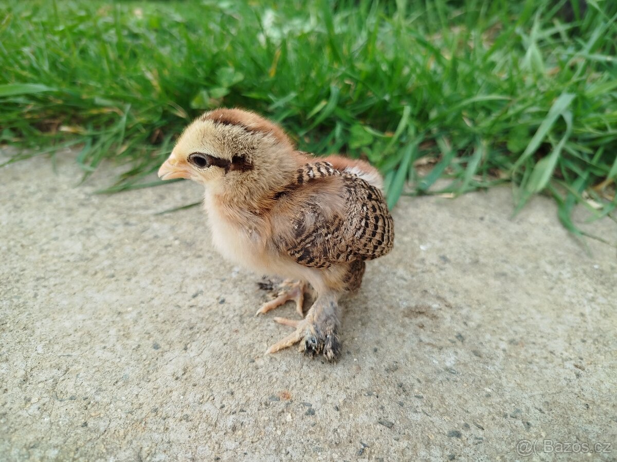 Zakrslá rousná - 5