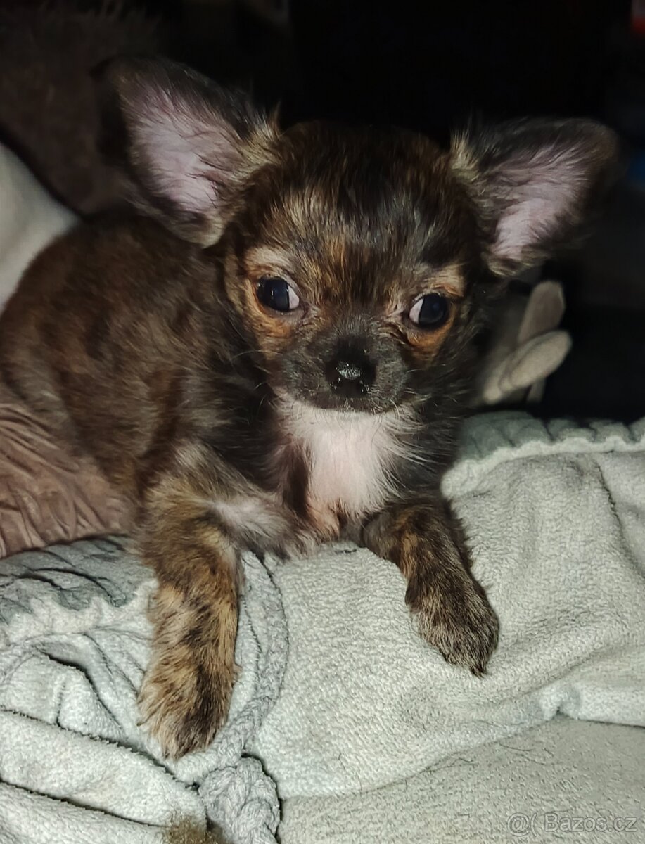 Čivava dlouhosrstá bez PP - 5