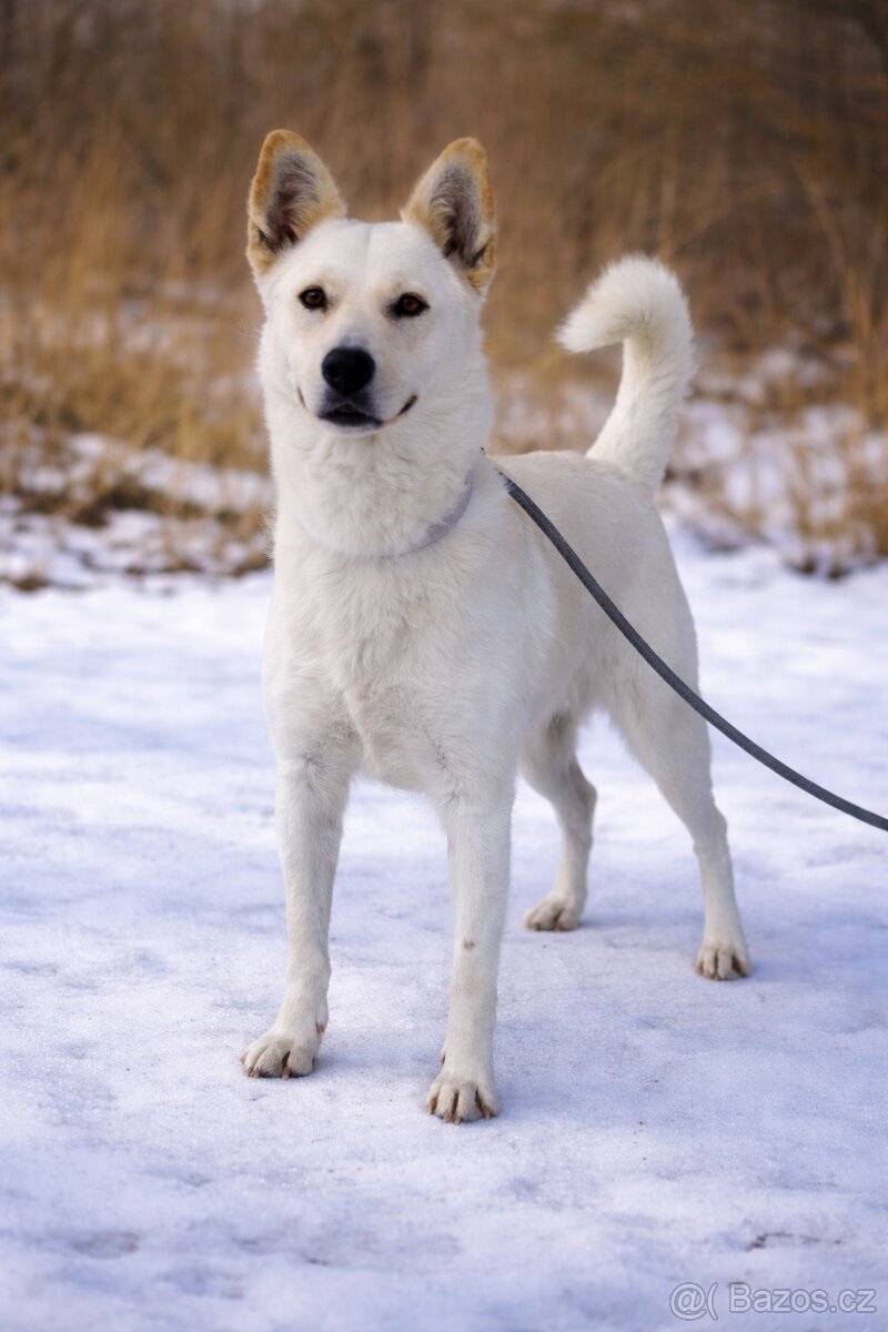 Zaira hledá domov - 5