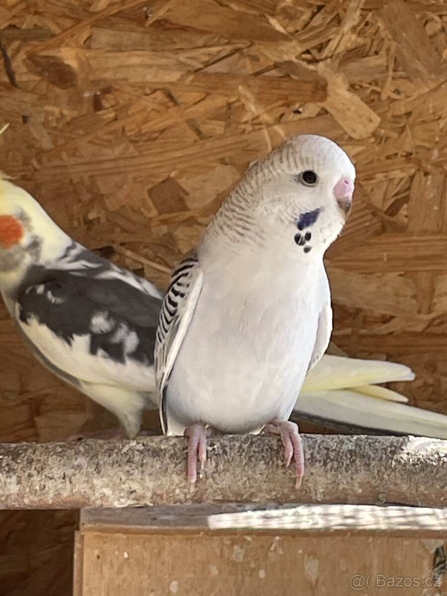 TCB Andulka na ochočení - 5