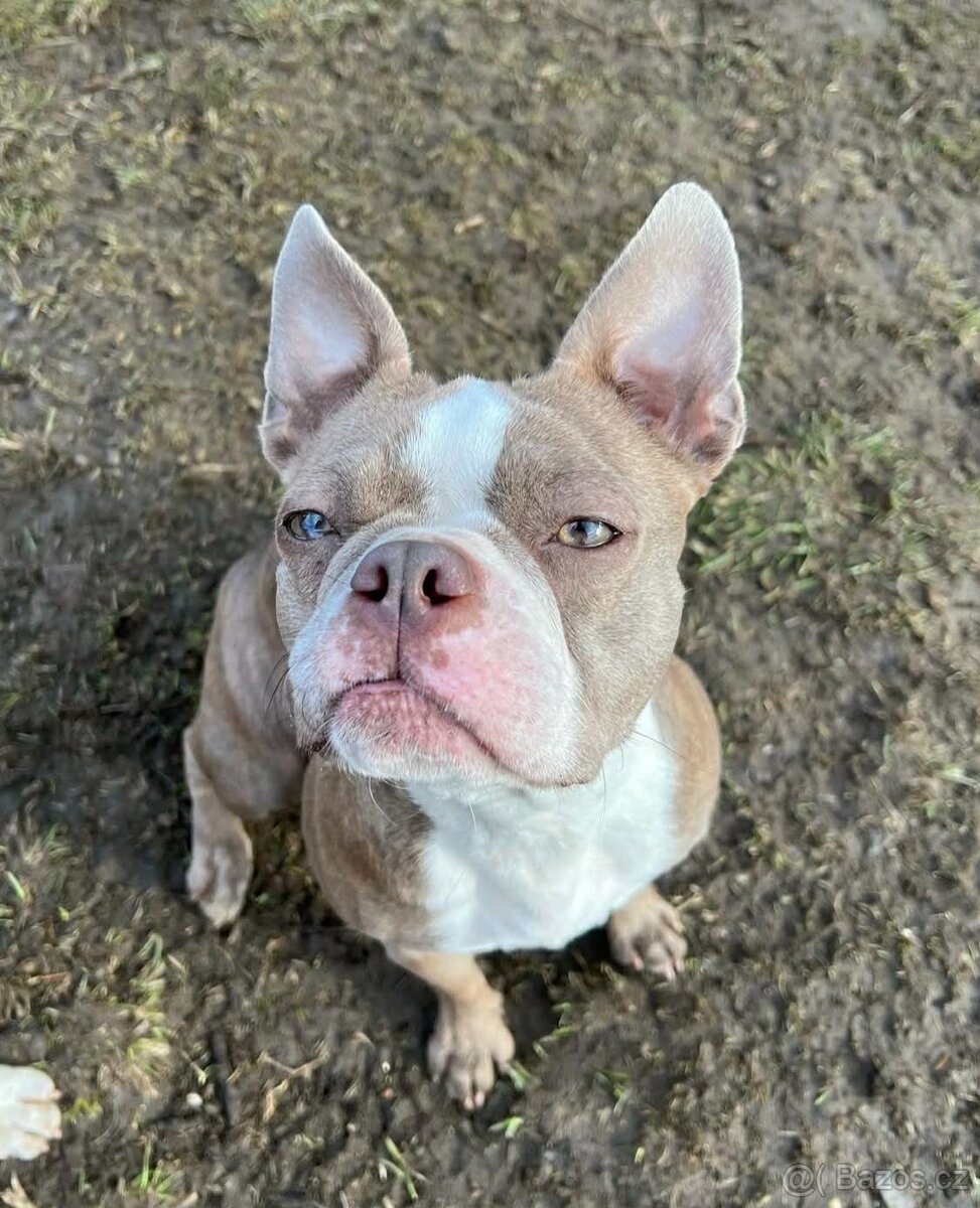Bostonský teriér s PP- Očekáváme vrh 💖🐶 - 5