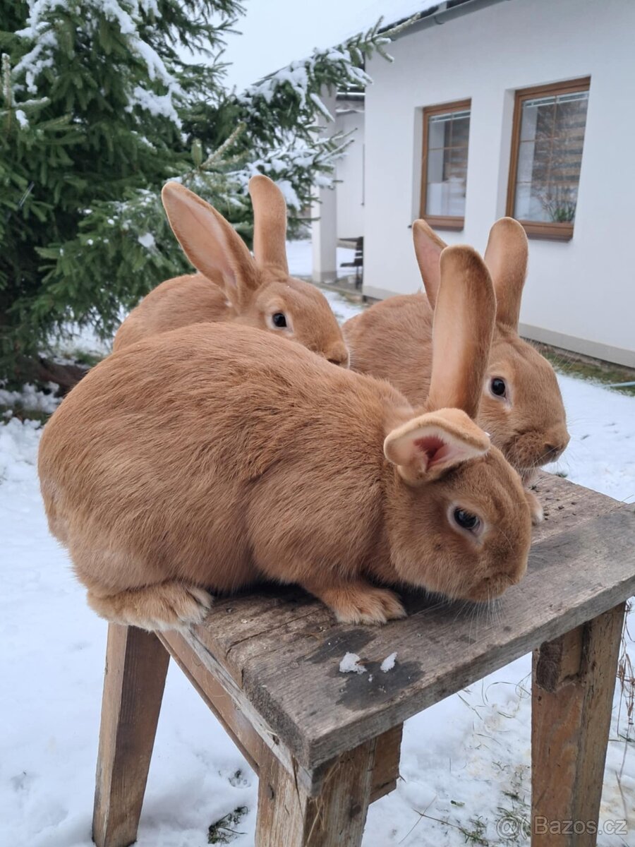 Burgundský králík - 5