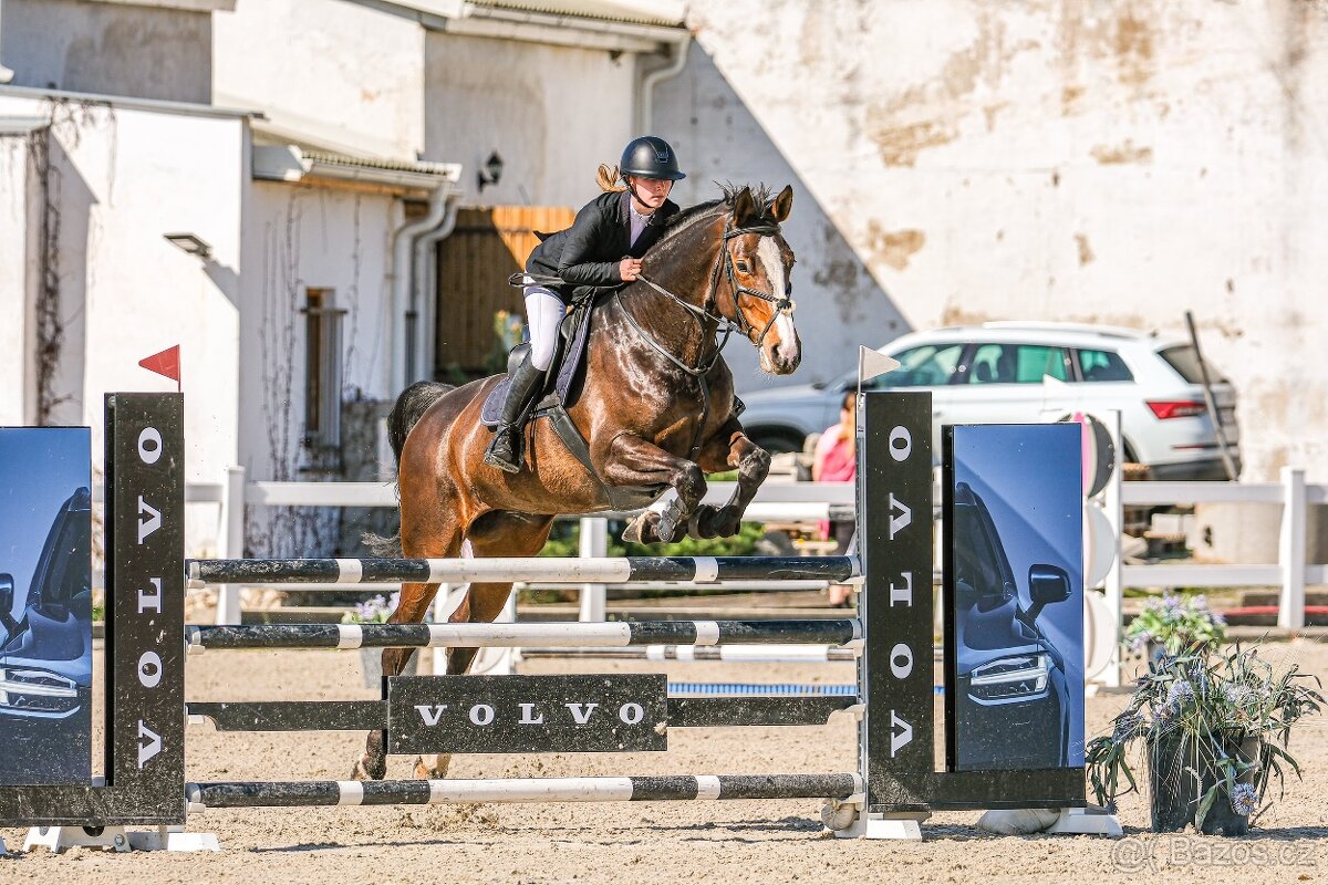 Klisna slovenského teplokrevníka - 5