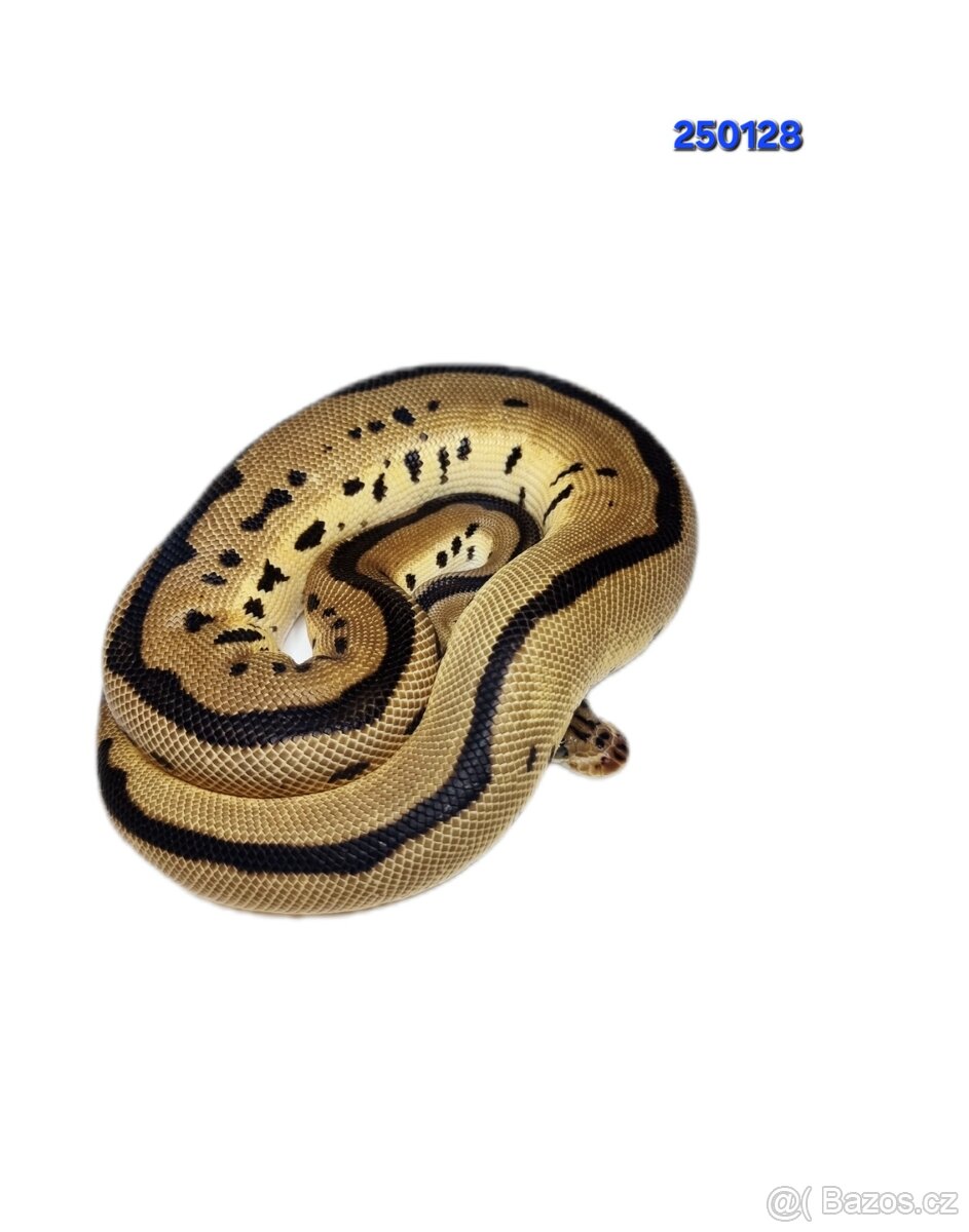 Krajta Královská - 5
