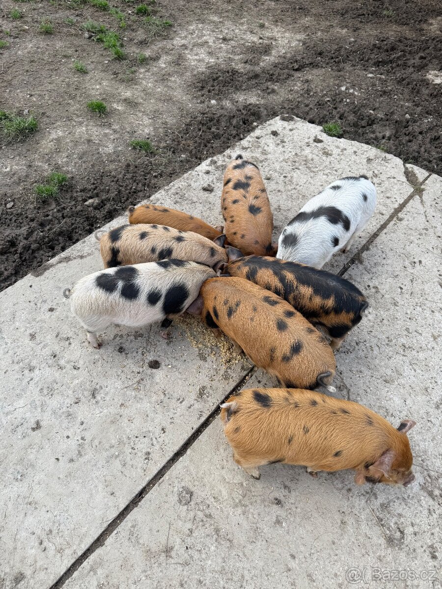 Čistokrevná selata Kune kune - 5