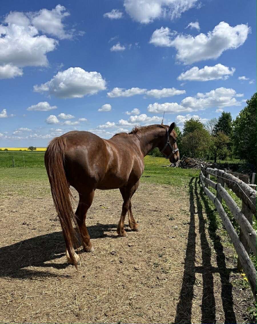 Prodám březí polokrevnou klisnu - 5