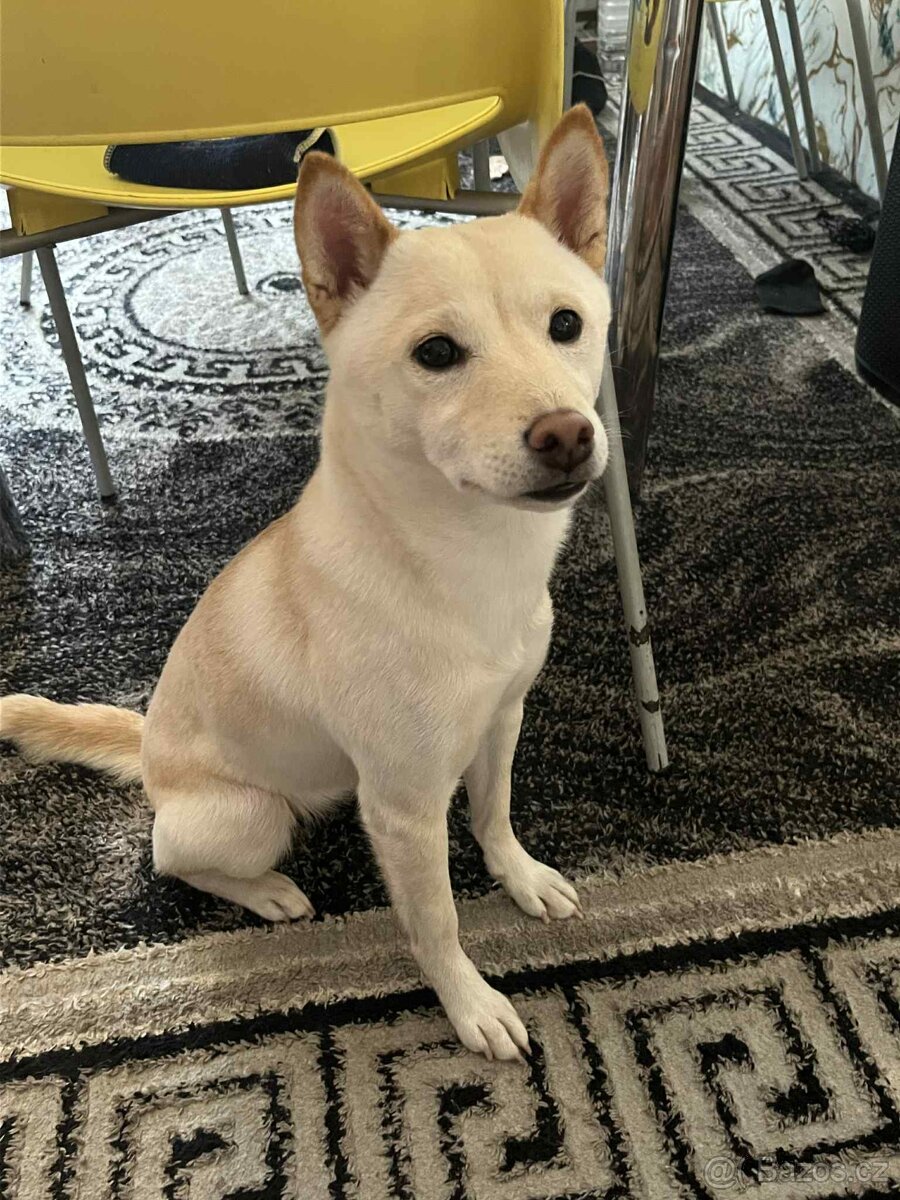 Shiba inu ke krytí - 5