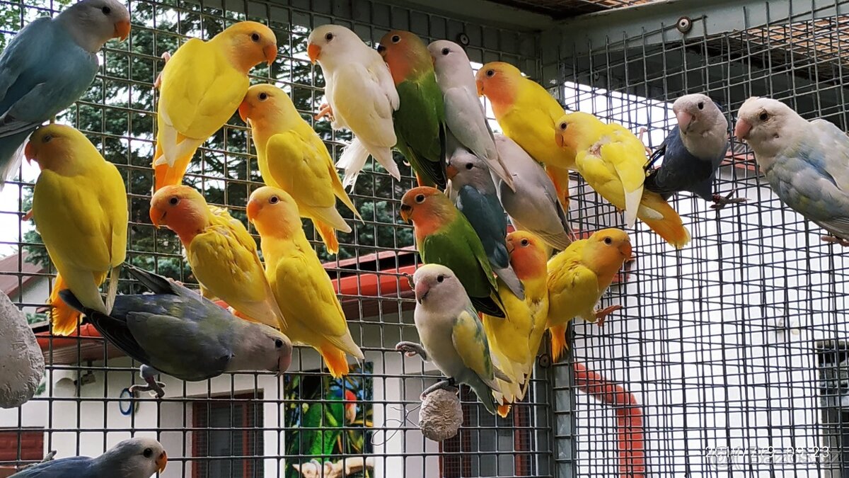 Agapornis ružovohrdly opalin - 5