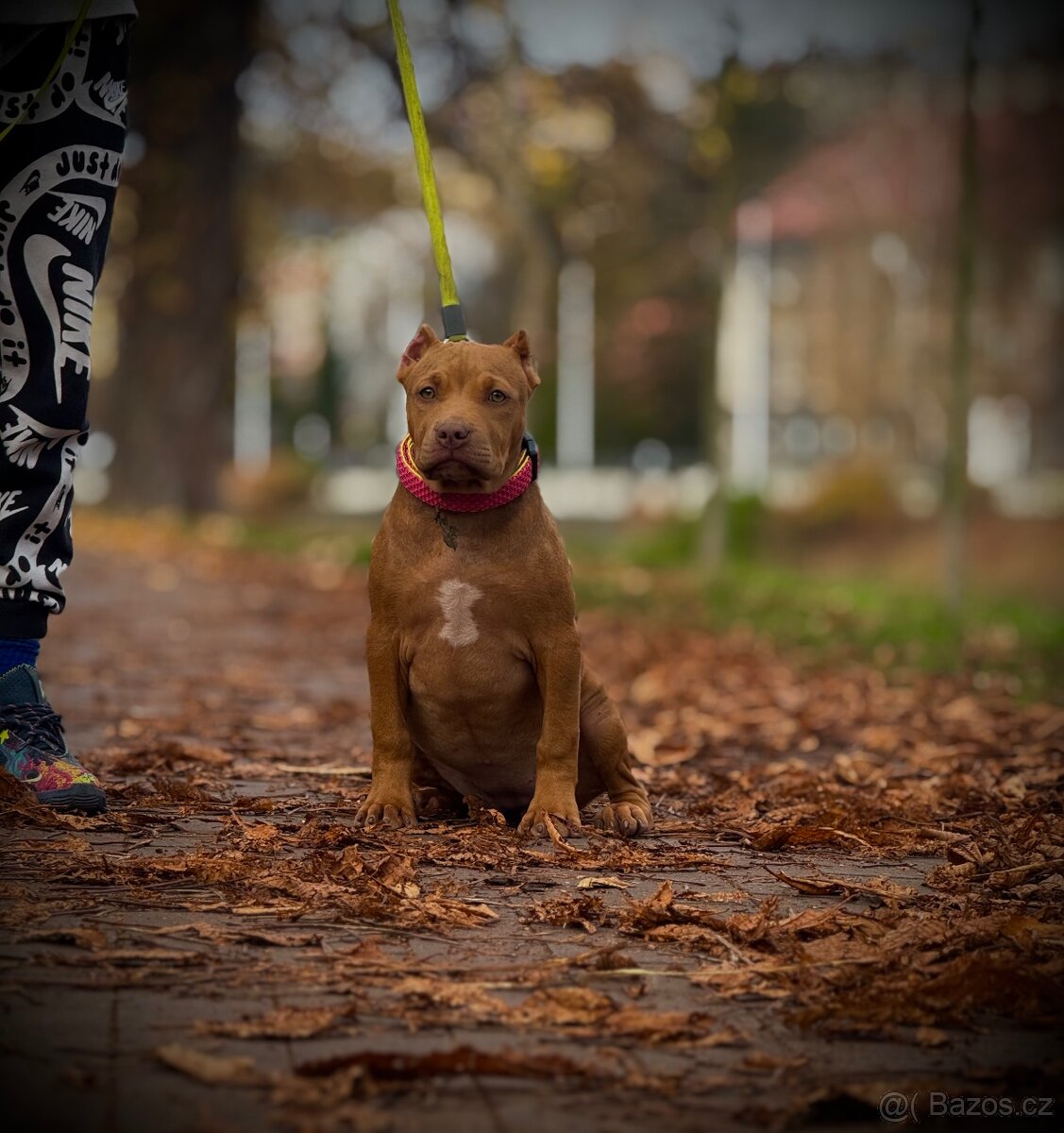 American Bully classic - 5
