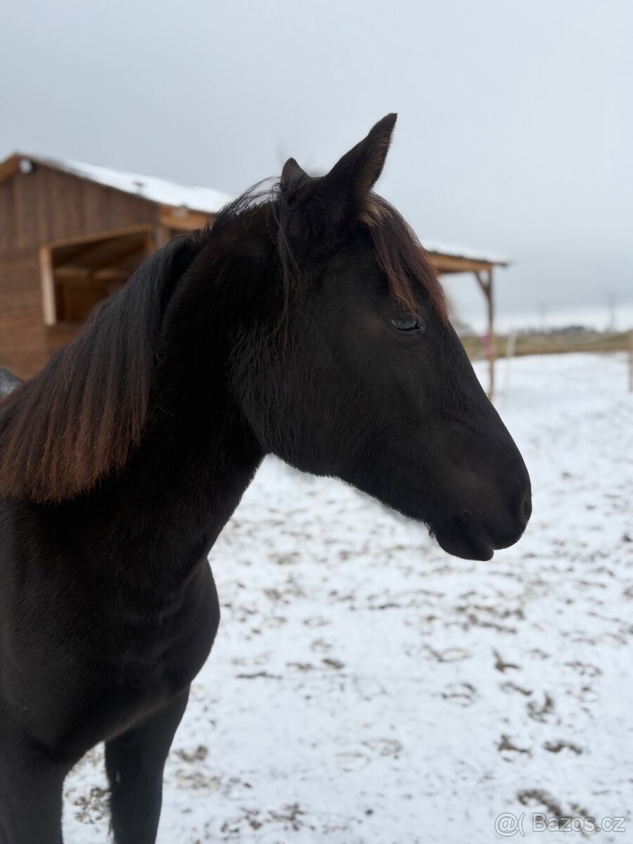 Welsh part bred klisna s PP - 5