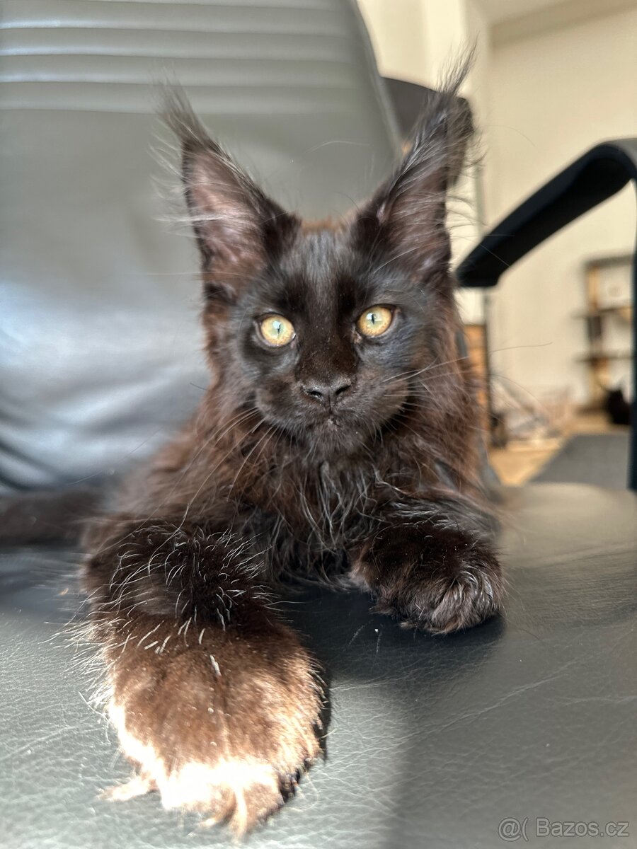 mainska mývalí s pp - 5