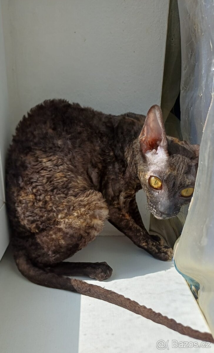 Koťata Cornish Rex s PP - 5