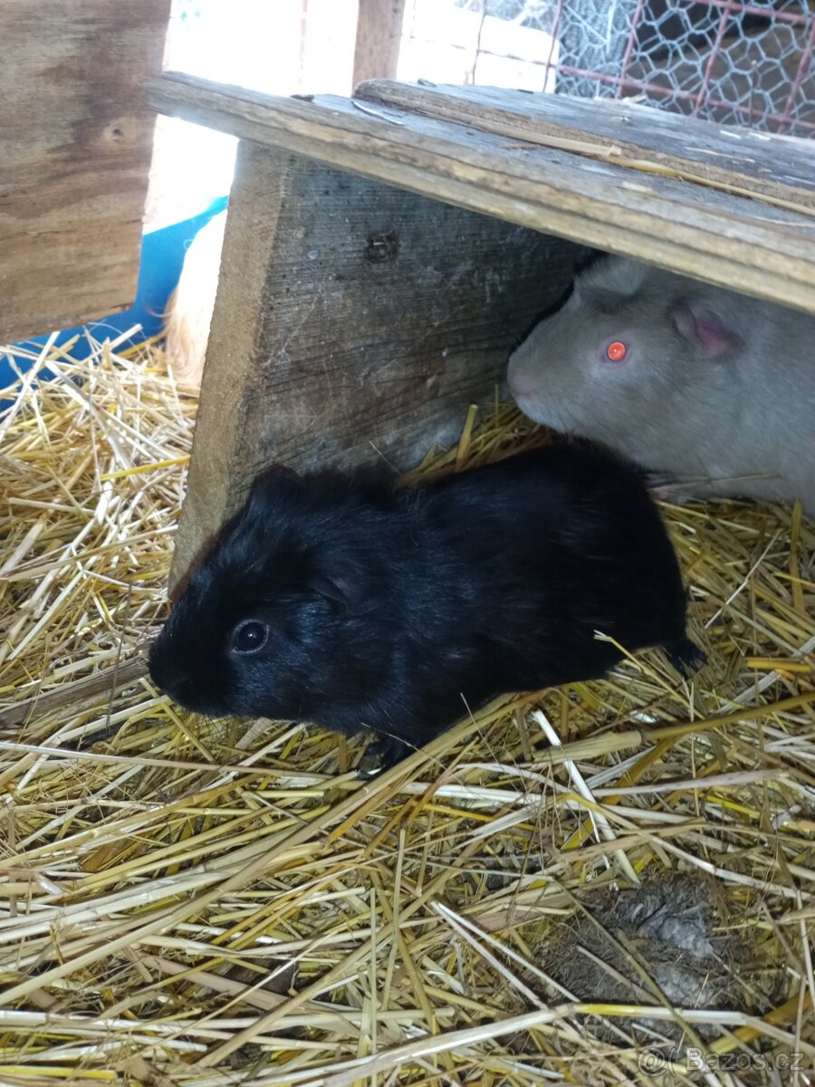 Morčata - samečci - 5