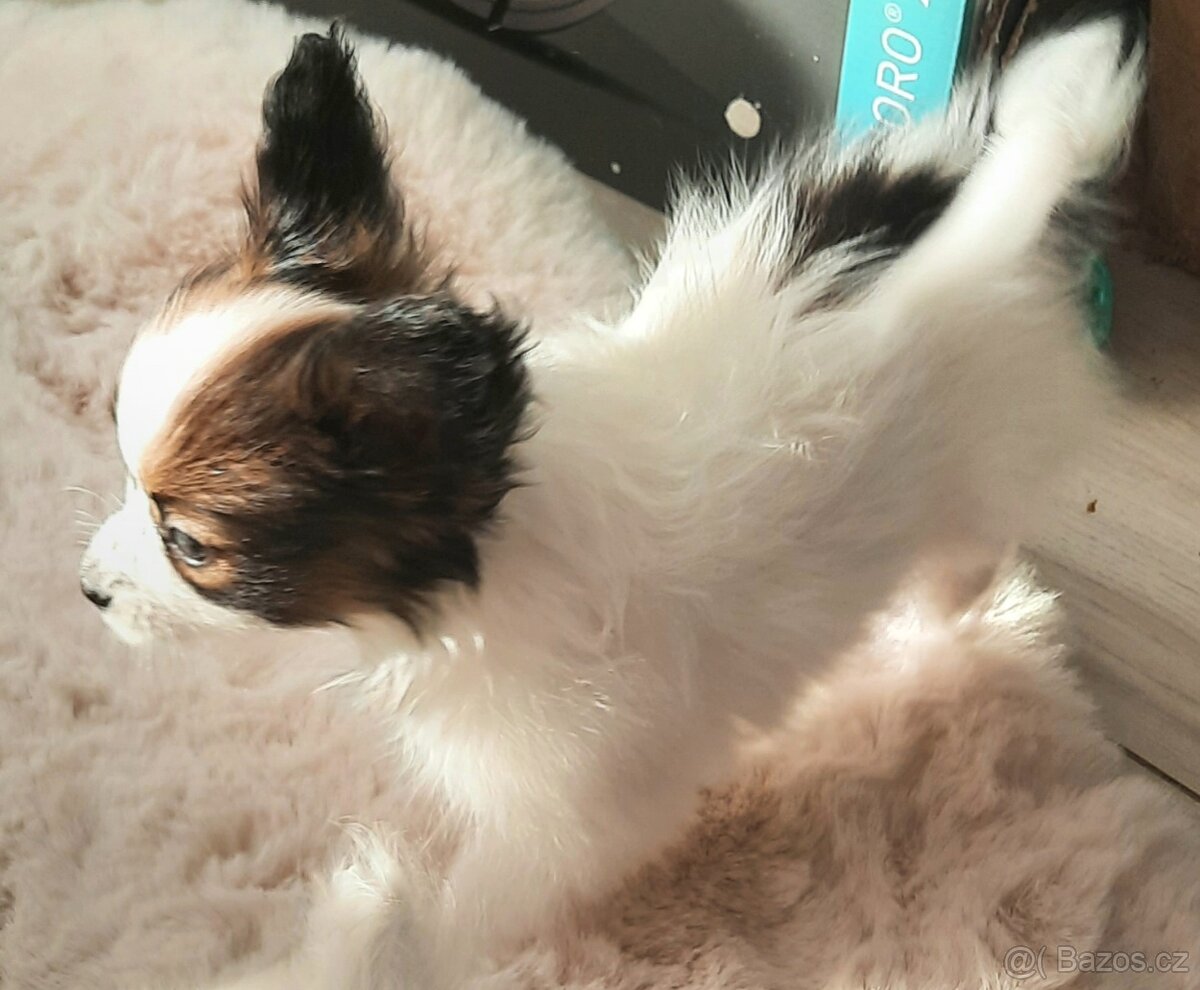 Papillon s PP-pejsek - 5