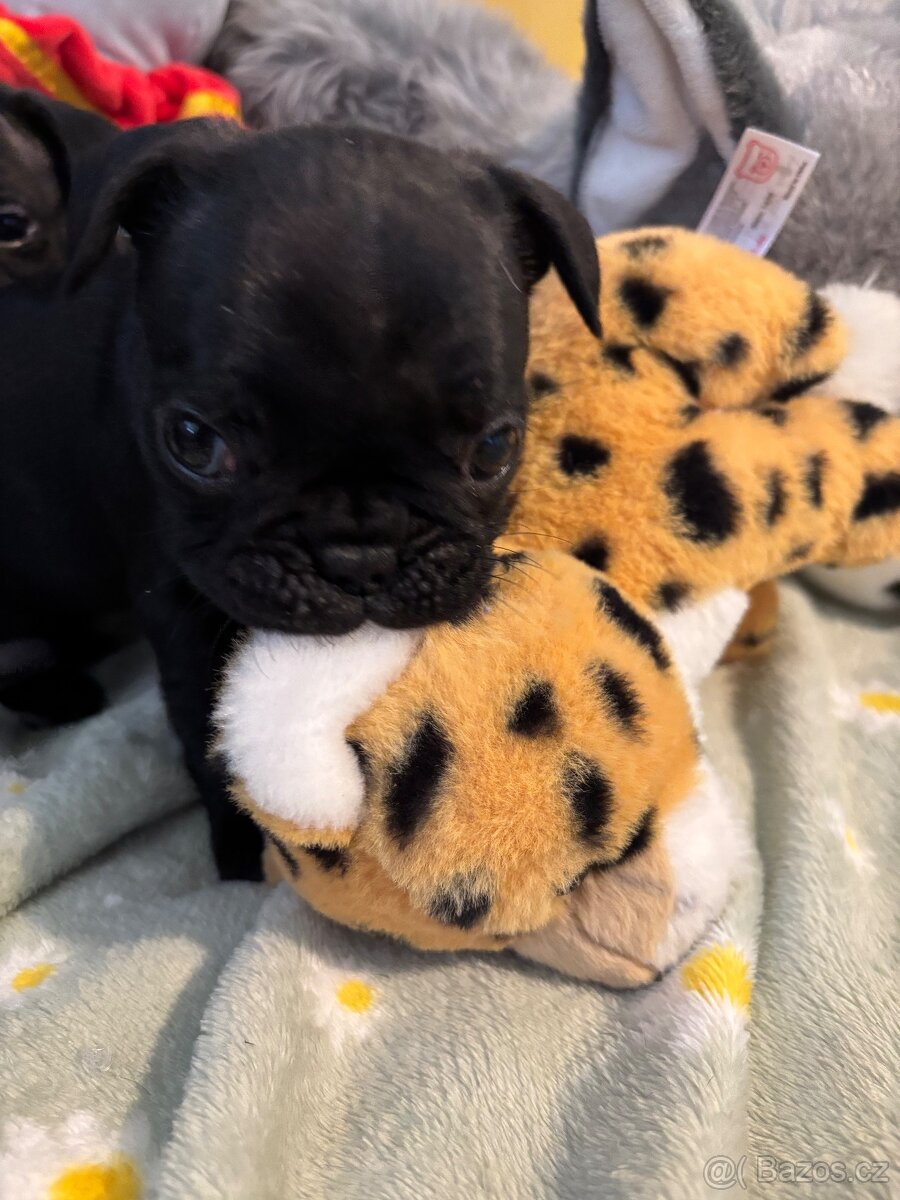 Francouzský buldoček - 5