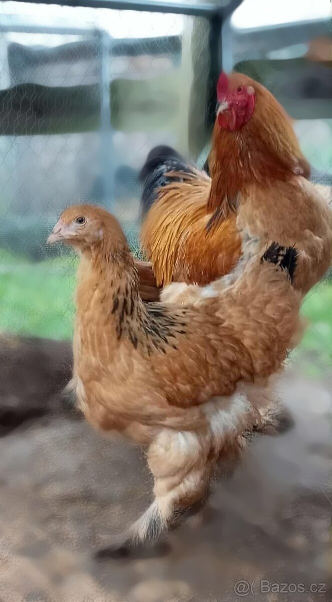 Podej kuřat 15 týdnů - BRAHMANKA ŽLUTÁ 🐓 - 5