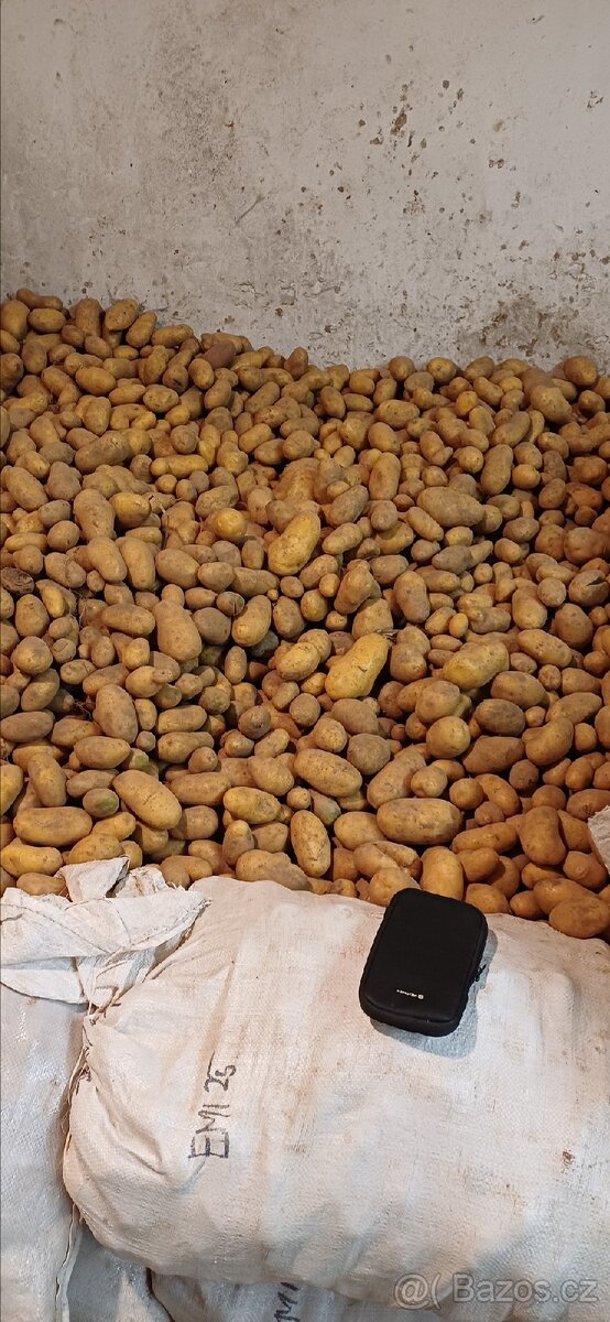Brambory konzumní - 5