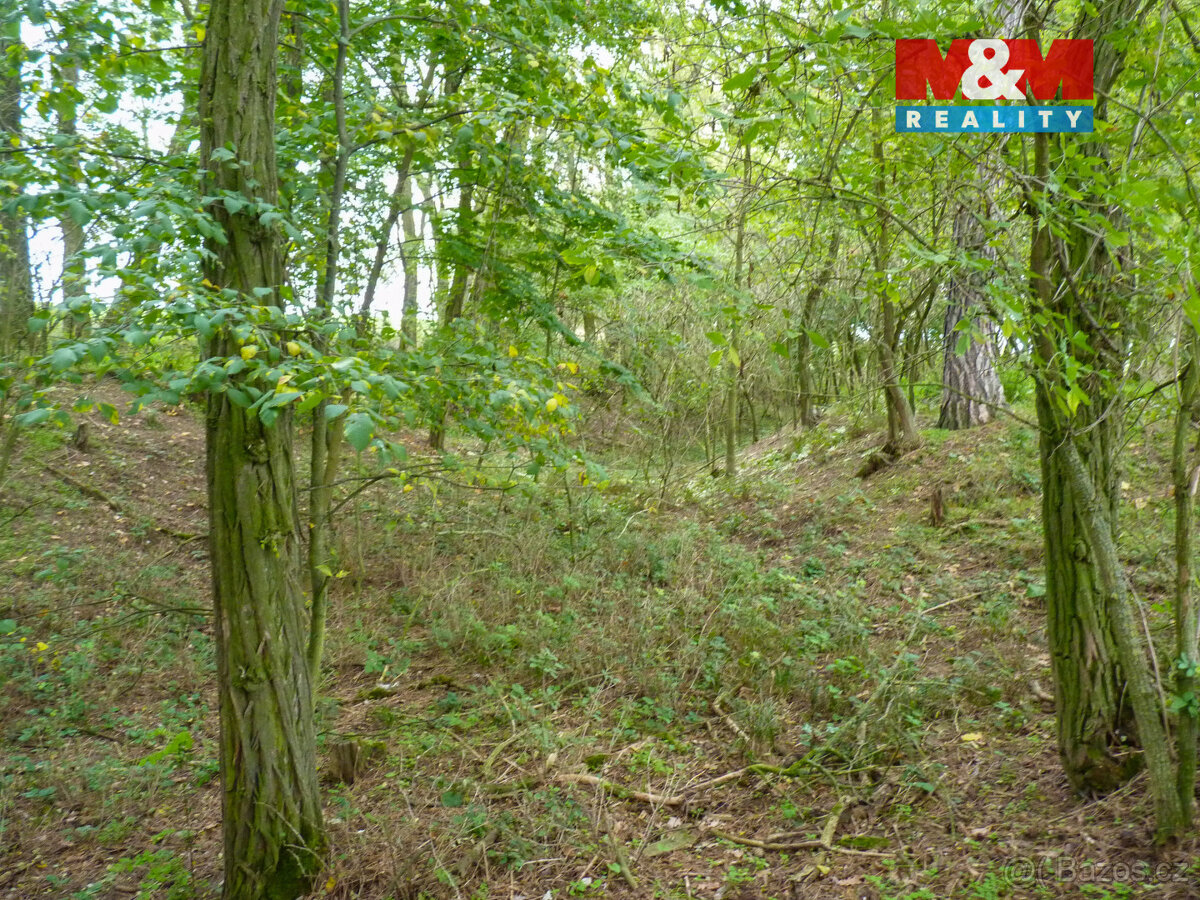 Prodej lesa v Drahobuzi - 5