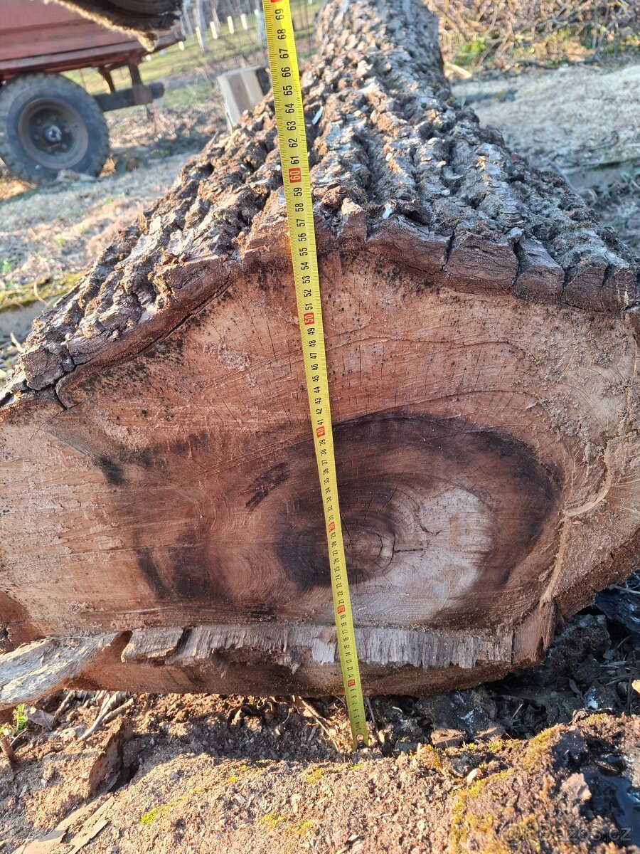 Kmen ořechu průměr 60 - 5