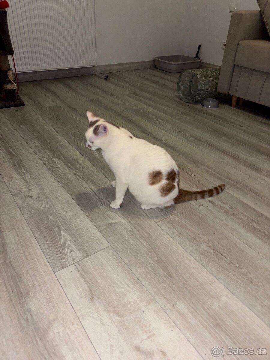 Koťata / Kocouři k adopci ihned k odběru - 5