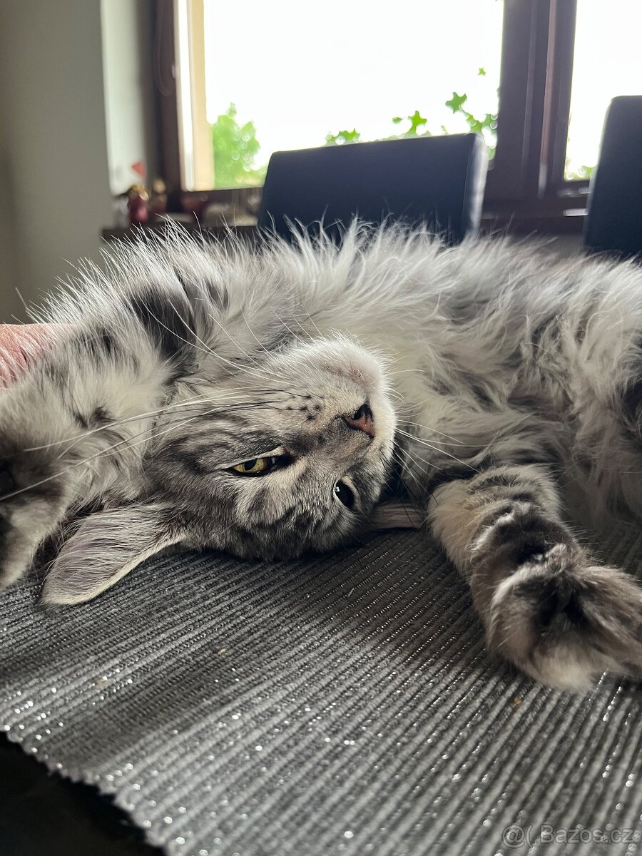 Krásná kočička MCO s PP - 5