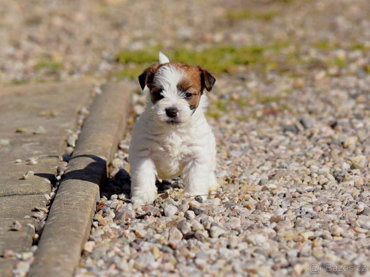 Jack Russel teriér s PP, vrh X - 5