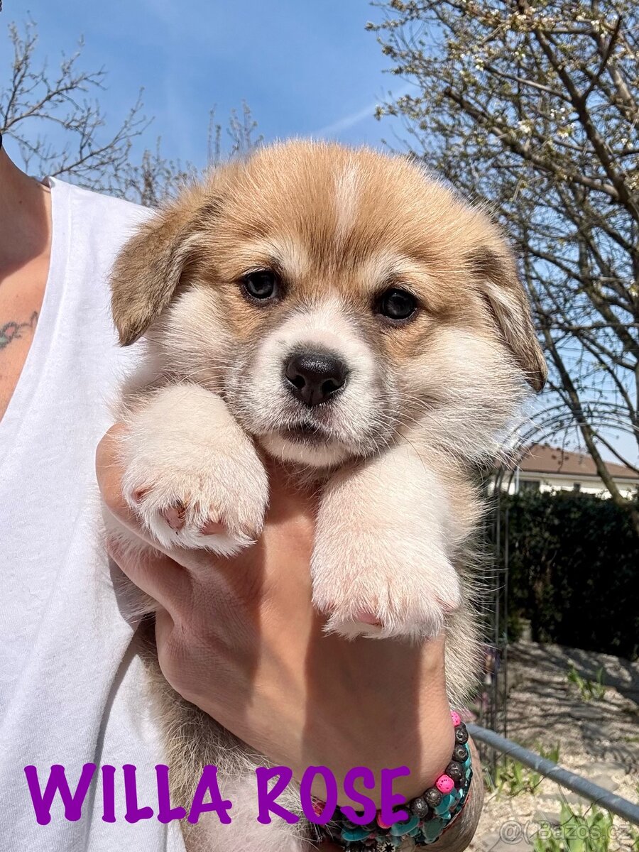 Welsh corgi pembroke s PP. - 5