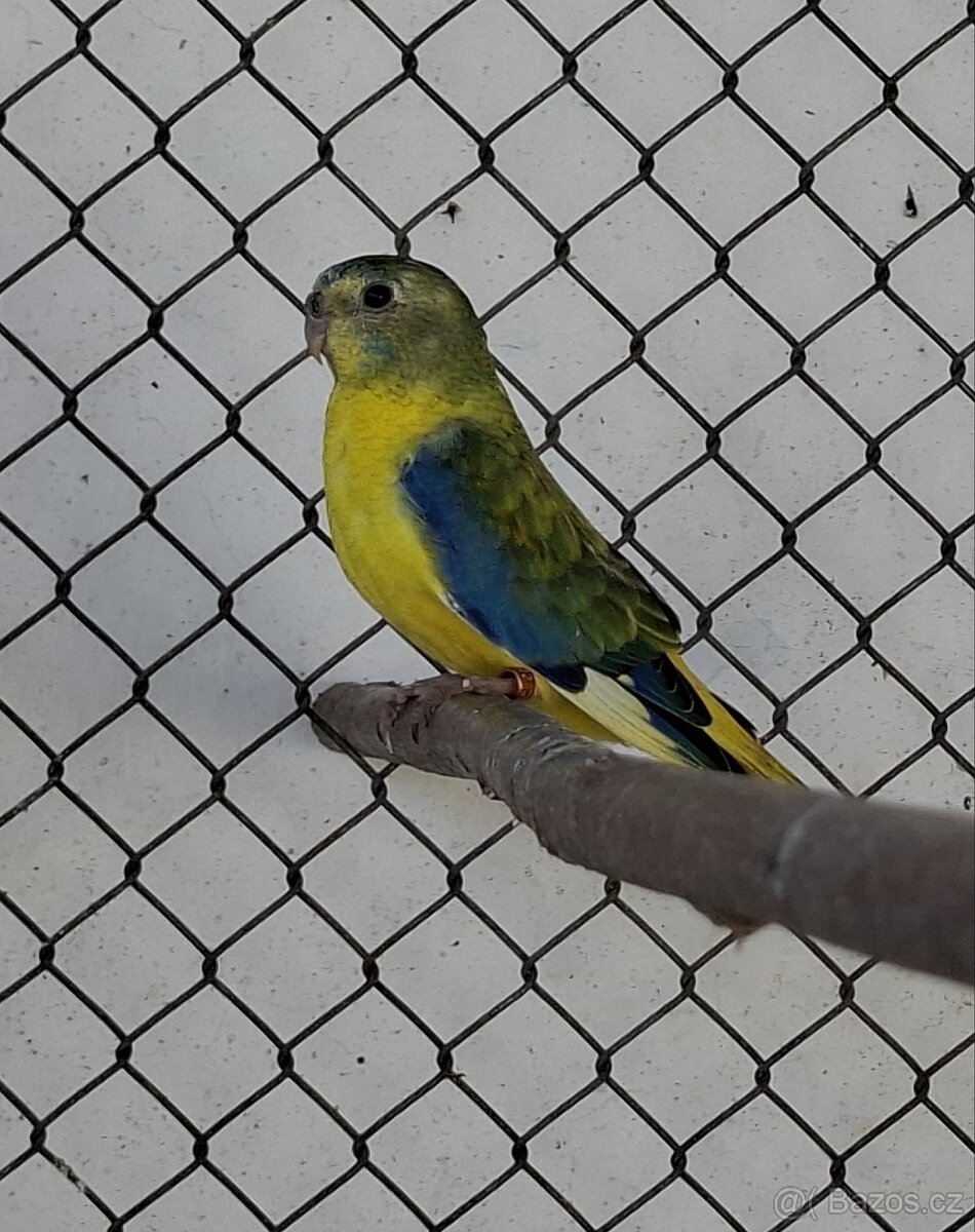 Neoféma tyrkysová žltobruchý opalín - 5