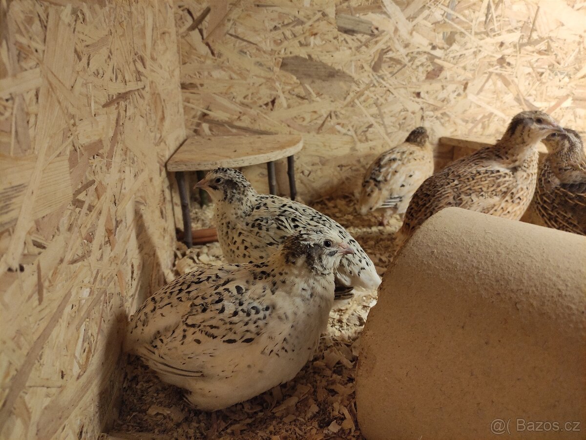 Křepelčí násadová vejce - 5