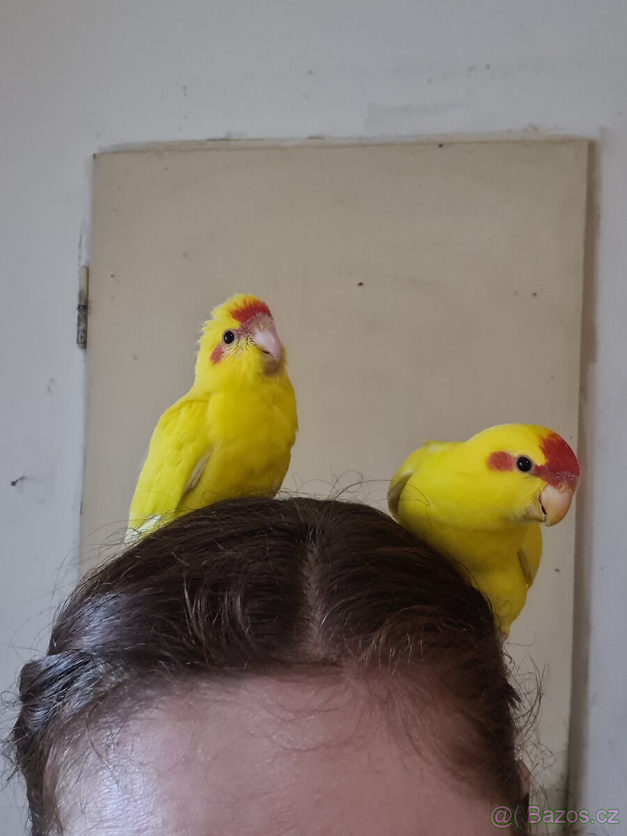 Kakariki rudočelý mláďata - 5