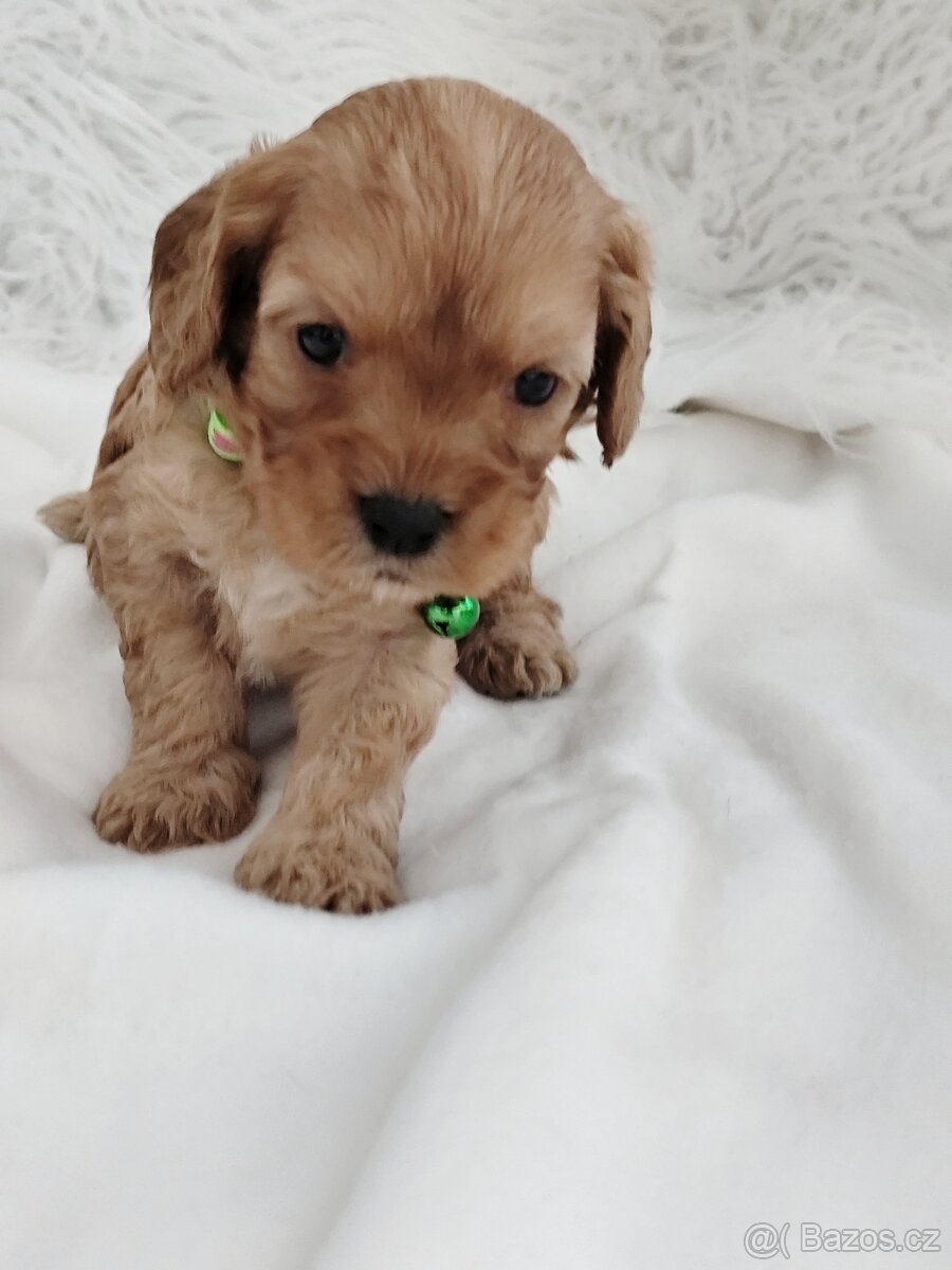 Cavapoo - 5