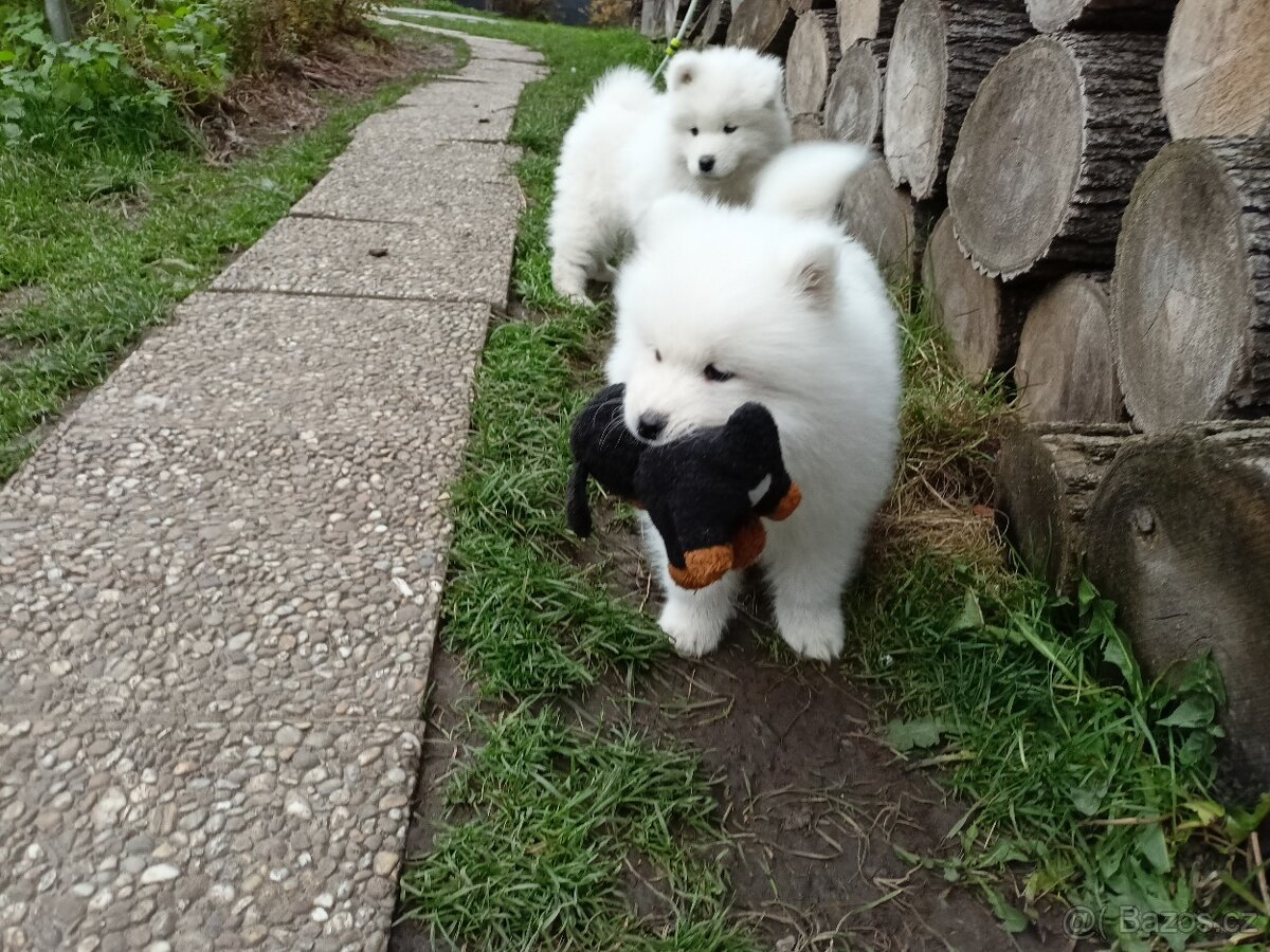 Štěňátka samojeda s PP - 5