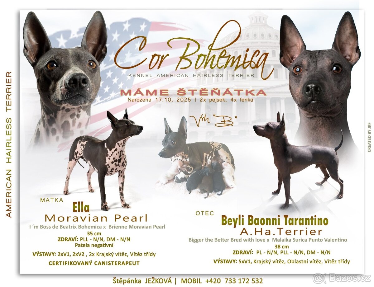 Pejsek Amerického bezsrstého teriéra s PP FCI - 5
