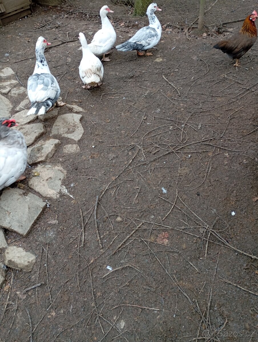 Prodám činskou kachnu a káčera a vlašáky kohouty. - 5