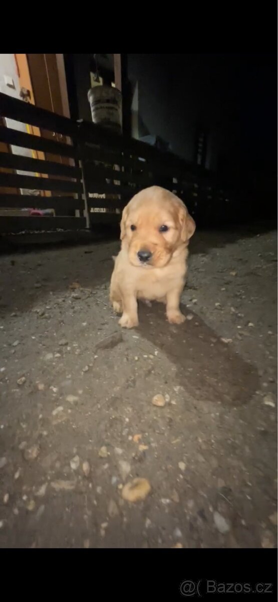 štěňátka zlatého retrívra - 5
