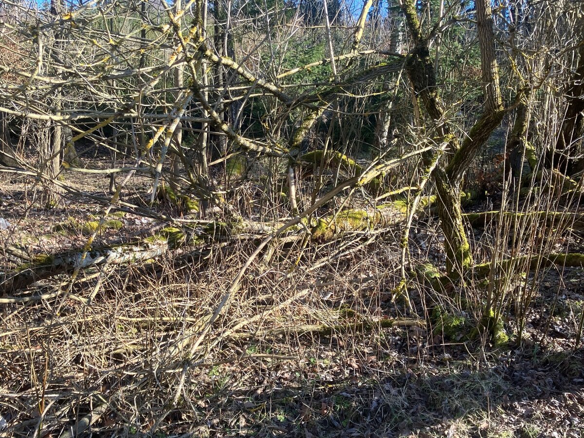 Daruji dřevo - STÁLE AKTUÁLNÍ - 5