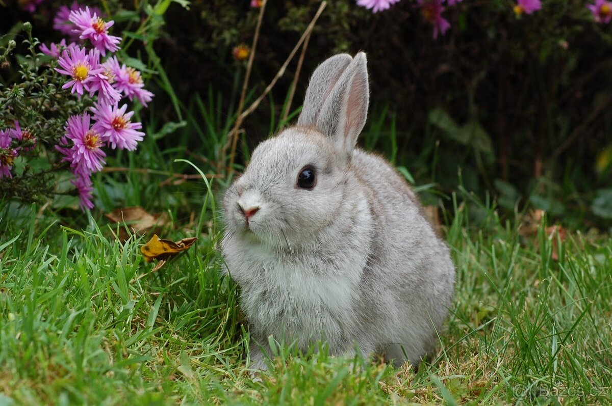 Kralíčci Teddy X Lvíček - 5