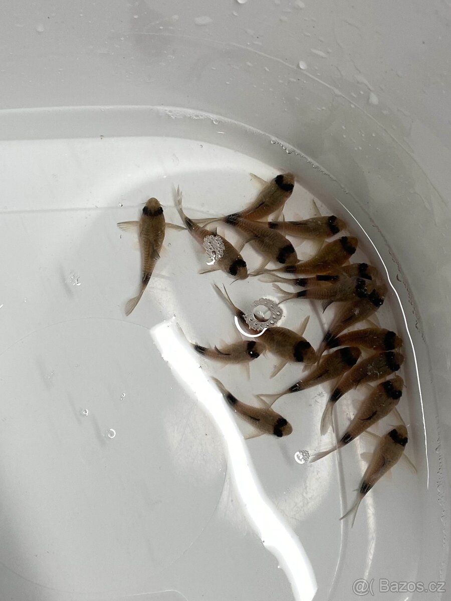 Corydoras Panda - 5