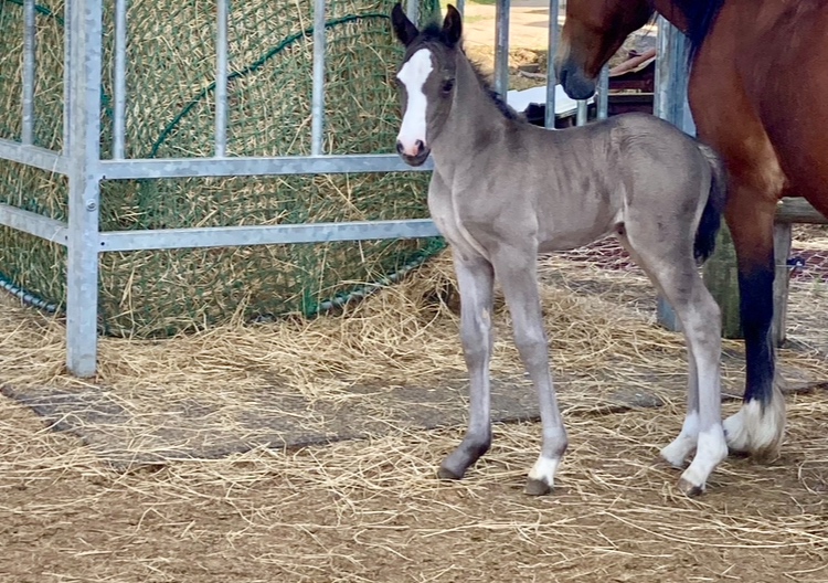 Welsh Cob klisna - 1,5 roku - 5