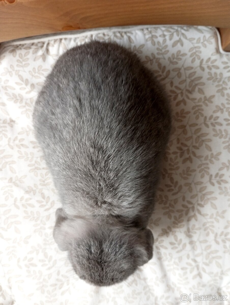 Zakrslý beránek králíček - 5
