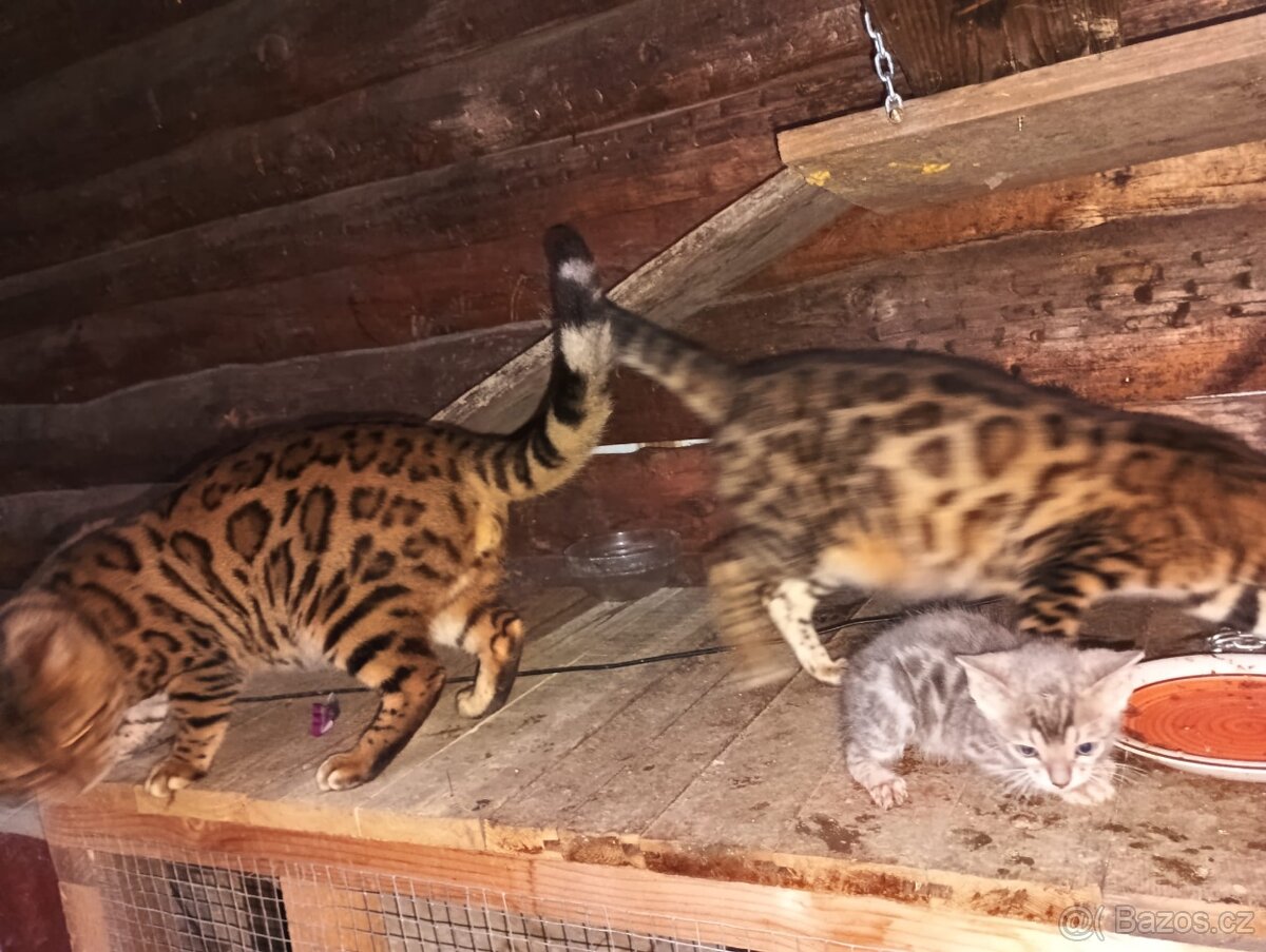 Kočka bengálská bez PP - 5